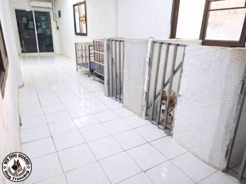 ศูนย์ฝึกสุนัขกรุงเทพ